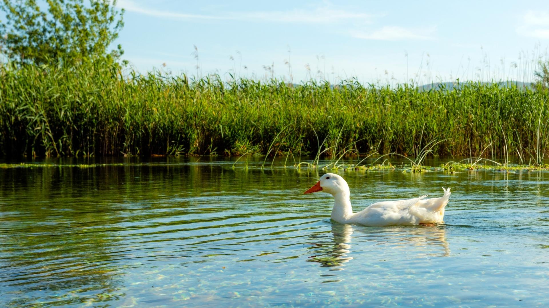 Akyaka’nın Kalbi Azmak Nehri: Detaylı Gezi ve Aktivite Rehberi